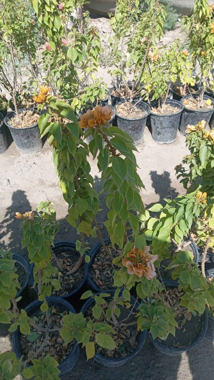 سلام عليكم رجع توفر الثيل كميات كبيرة والسعار مناسبه ومتوفر جميع انواع الشتلات بسعر جمله العنوان الحمزه الشرقي بشبلاويات يم معمل السكر عمود 272 متواجدين من ل7صباحا له 5ونص عصرا ***********
