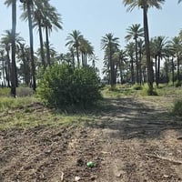 للبيع دونم طابو ملك صرف الواجهة 50والجزال 50 المكان الدوره البوعيثه مب...