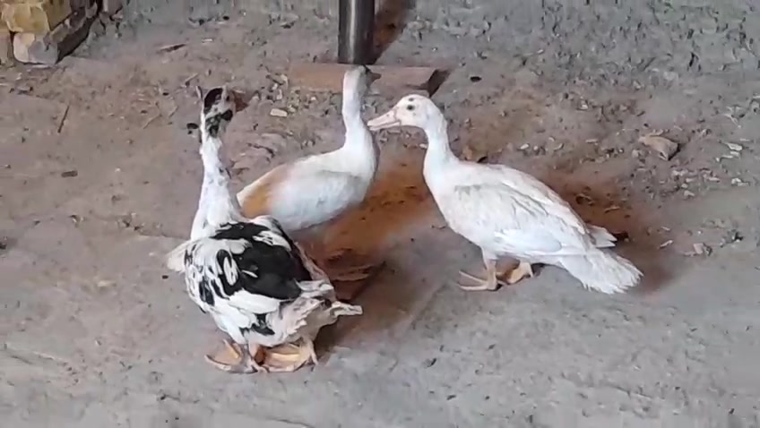 4 بشوش الزوج ب 25 قفل 
ديچين الواحد ب 15 قفل 
***********
نجف
