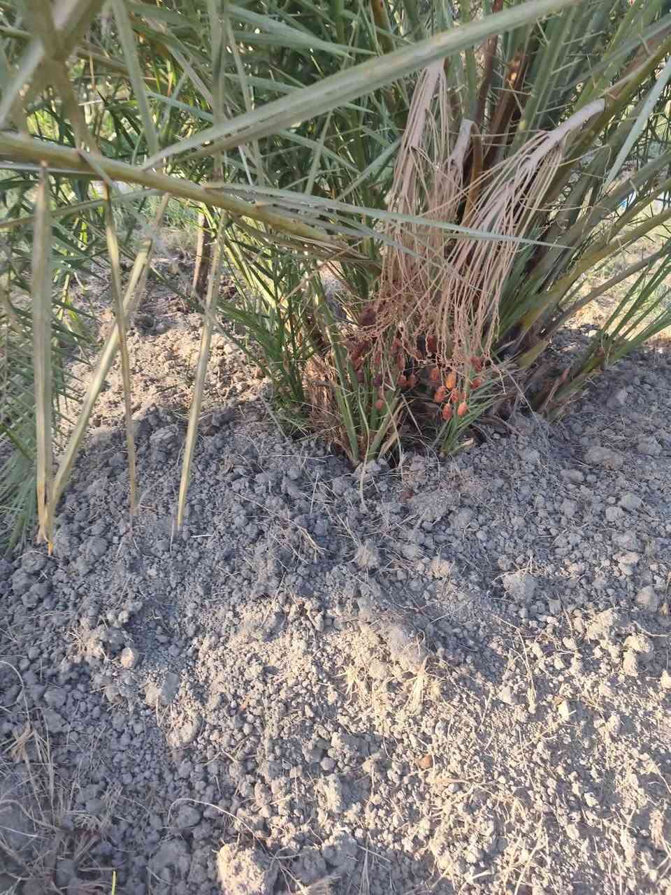 متاح فسائل نخيل استعمران
سعر 10الف معا القلع 
قضاء المدينه *********** بي وساب
