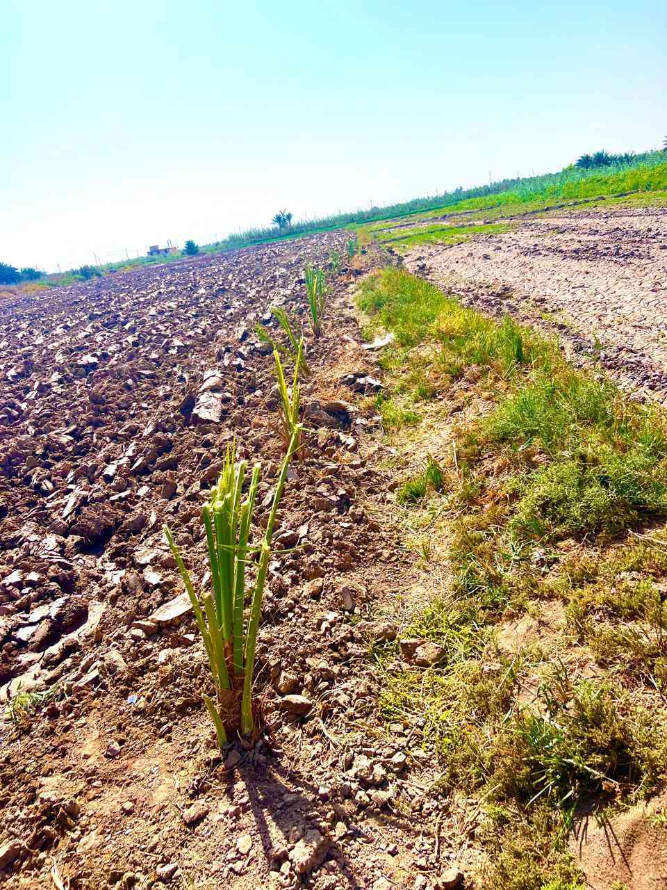 سلام عليكم يوجد تمر وفسائل شويثي 
#الفسيله وي شلعهه والشتل تصير ب10الاف 
#التمر الجيس ب12 بي 4كيلو نظيف مال السنه
#التوصيل موجود كل الاماكن 
#للحجز راسلني *********** او ماسنجر
