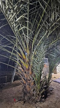 فسائل مكتوم تمرتهة خشنة للبيع سعر ال وحدة 100  الاستفسار 07829913684