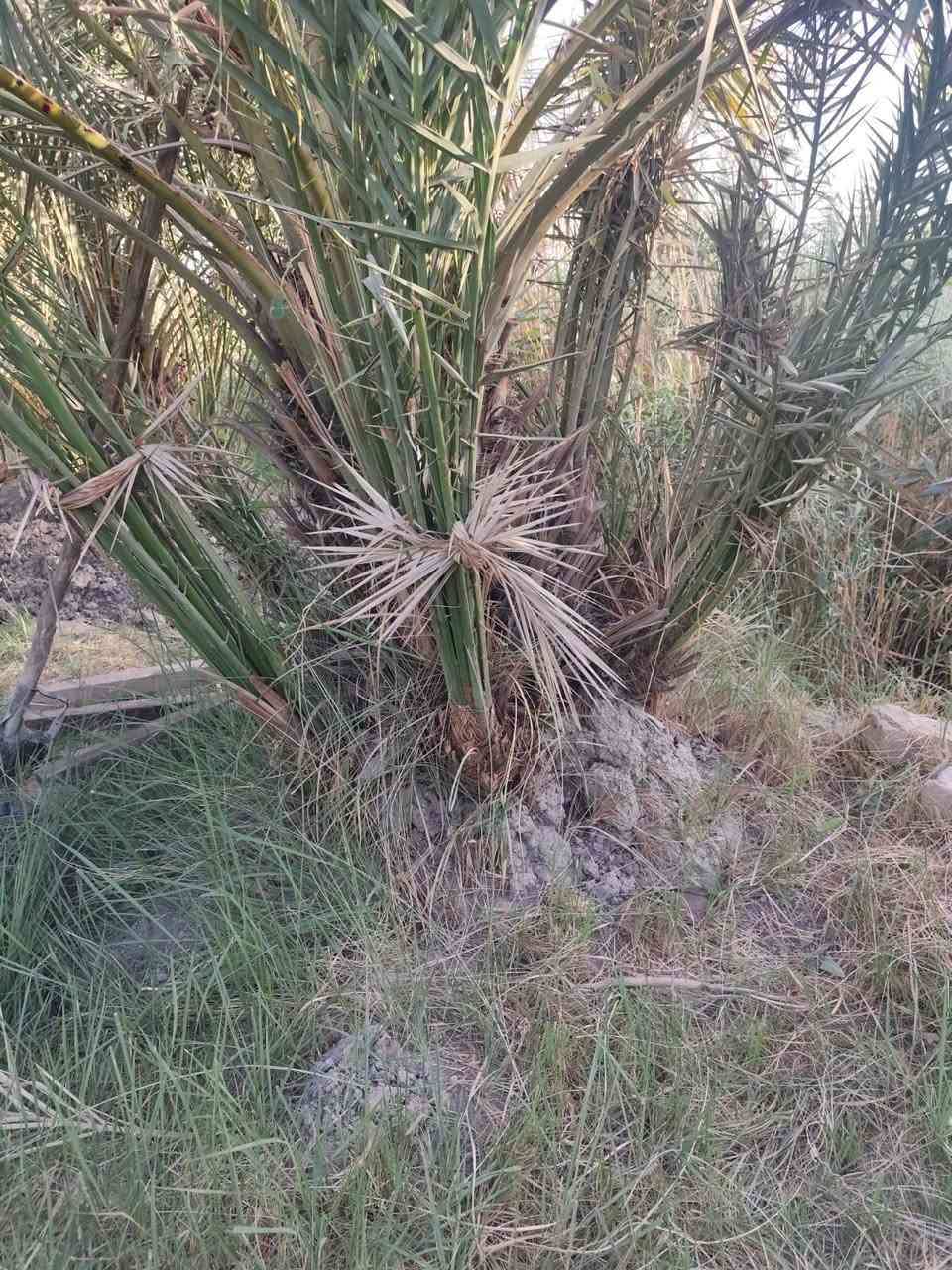 متاح فسائل نخيل استعمران
سعر 10الف معا القلع 
قضاء المدينه *********** بي وساب
