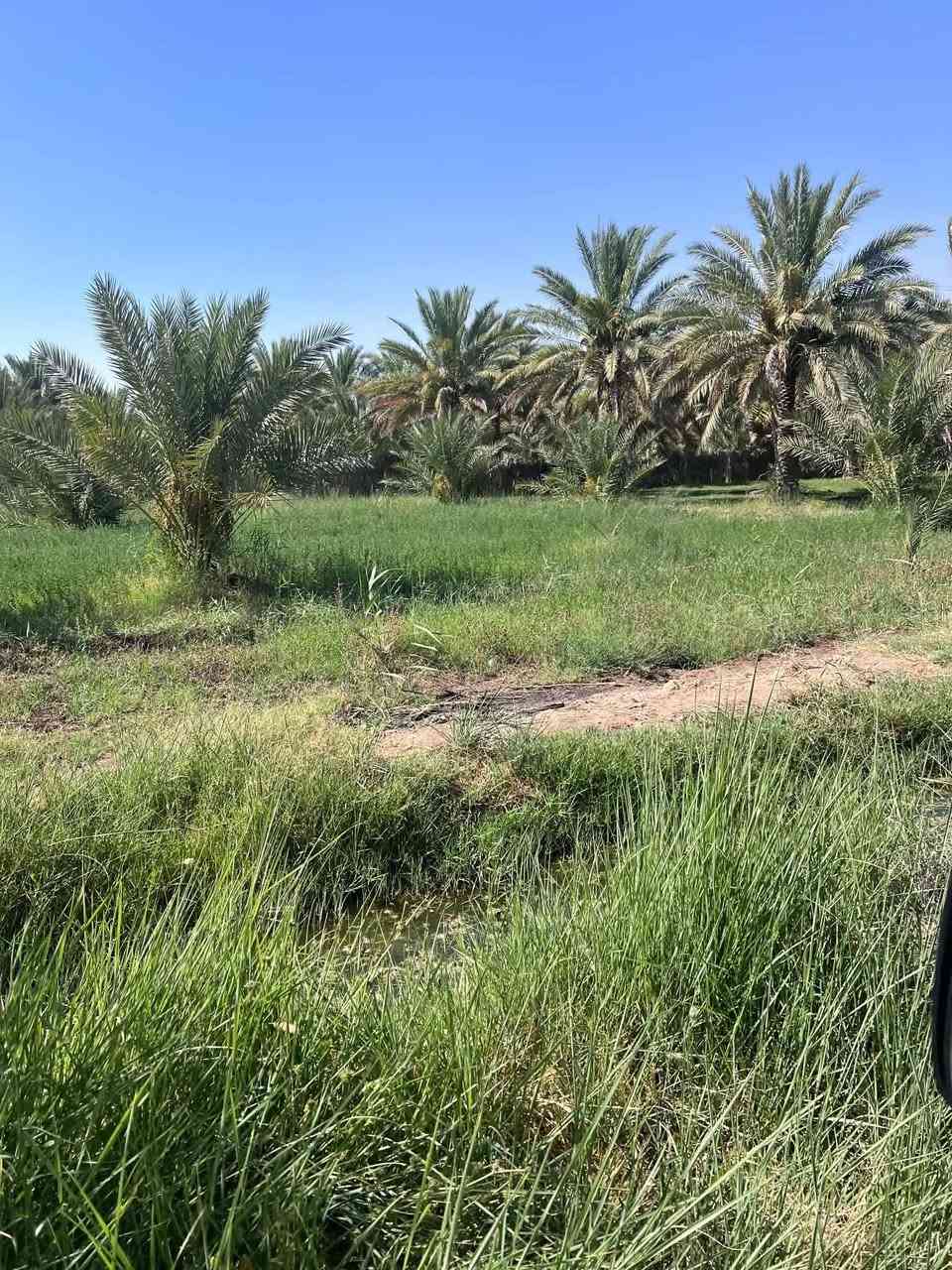 السلام عليكم ارض زراعيه المساحه ١٦ دونم طابو سند 25 تحويل مباشر حصه مائيه صيف شتاء كهرباء اساله مدارس متوسطة وابتدائيه مع دار سكن مع حقل عجول تبعد عن دجله ٥٠٠متر وجها تبليط تبعد عن مركز المدينه 5 دقايق مكانها الصويره الجوز الشرقي السعر الكلي ٤٠٠ مليون دينار وبيها مجال ***********
