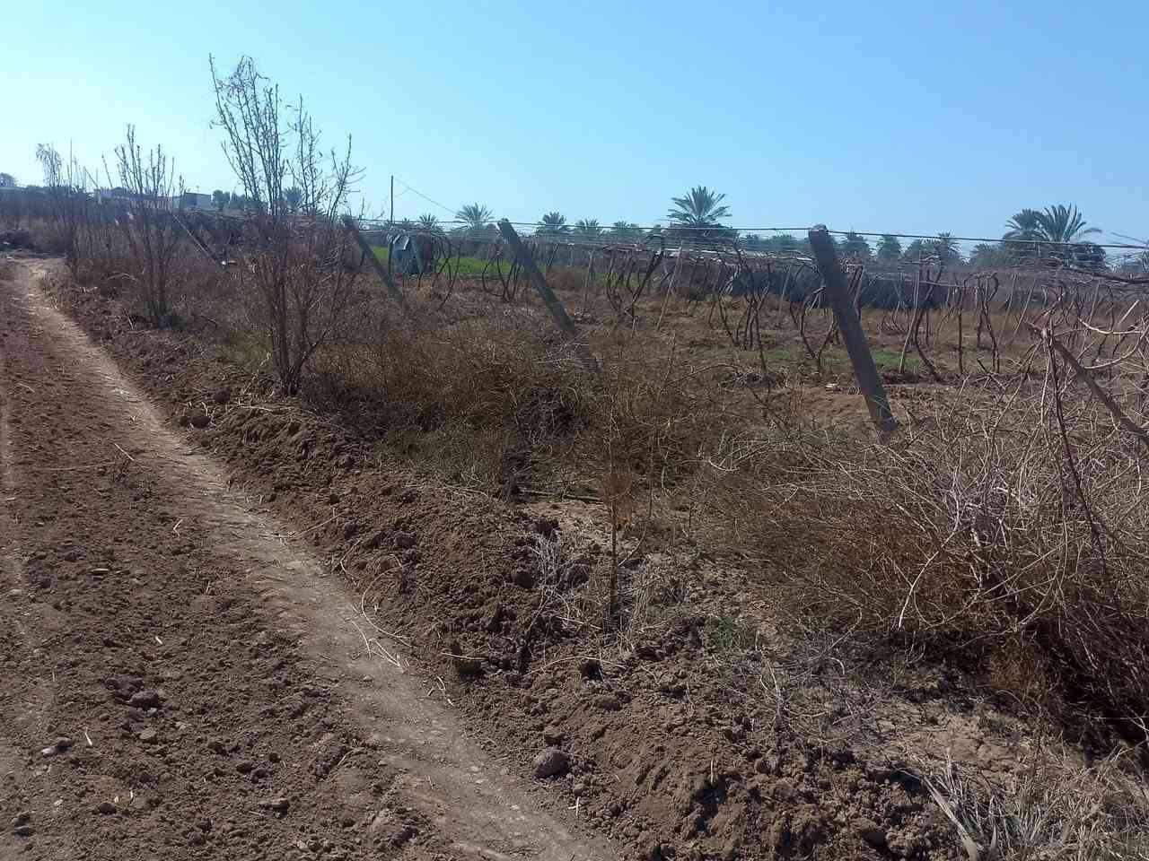 بستان للبيع المساحه دونم ونص المواقع بين مدخل 1-2 اتصال ع الرقم *********** ***********
