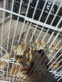 افراخ عرب • عمر 5 ايام • العدد 26