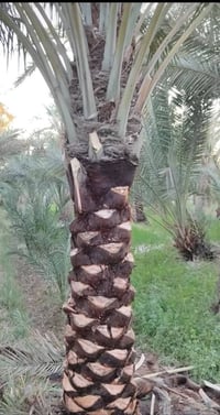 بستان نخيل • ٢٠٠ نخلة • ٦ دونم