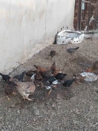 طيور عرب • ملقحات • ٣-٤ أشهر