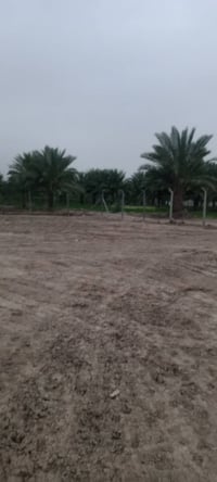 الحمزة الغربي • ٦٢٠م • طابو صرف زراعي