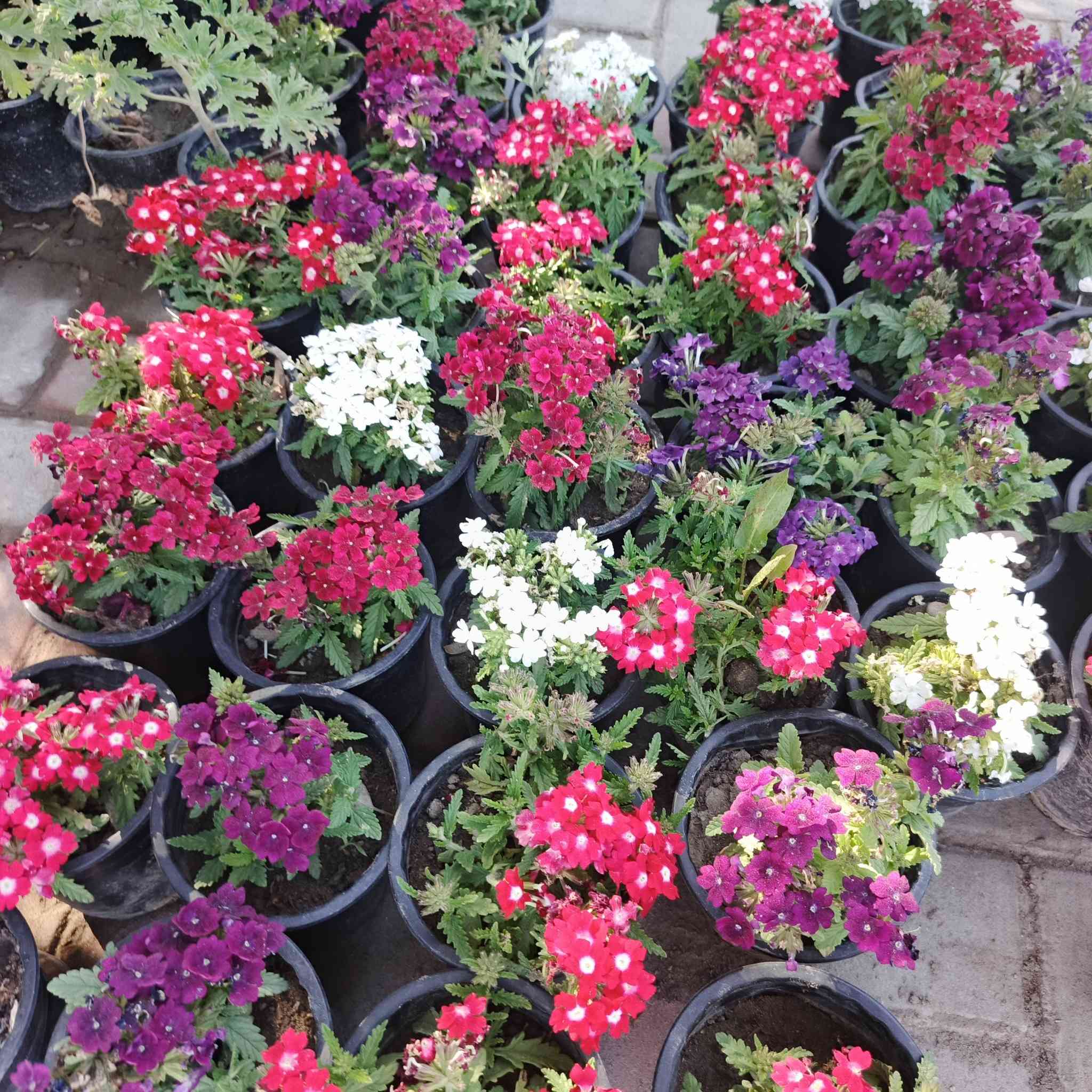 اسعد الله اوقاتكم بكل خير احلى متابعين🌹🌹

مثل ما عودناكم بنشر كل ما هو جديد🌲🌲
نعلن عن وصول وجبه جديده من الورود الموسميه والدائميه ومن النباتات الشمسية 🌳🌳 والزهور🌹🌹  واشجار الفواكة والسنادين 

#ملاحظة سيتم نشر النباتات الظليه بمنشور خاص بها.

يوجد توصيل داخل  قضاء الصويره فقط 
للإستفسار الاتصال على الرقم ***********

العنوان,: #شارع_الغطاس_خلف_المجمع_السوري 

إدارة المشتل
***********
***********
