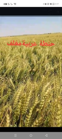 بذور • بذور ثريا بنت المغلف • بذور عربية بنت المغلف • مكلفة بنشر • بذو...