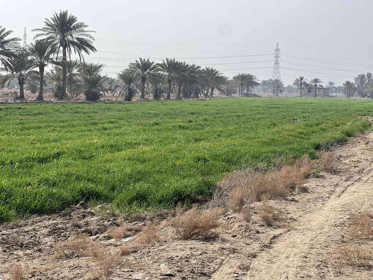 ارض للبيع المساحه 12 دونم يوجد فيها عدد من نخيل ويوجد ايضاً دار عدد ثنين واحد هيكل مسقوف والثاني صالح للسكن كما موضح في الفديو ويوجد فيها ماء اساله وكهرباء والأرض صالحه للزراعه الموقع بابل دبله قرية ابو ضباع للاستفسار ***********
