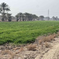 بابل دبله • ١٢ دونم • نخيل