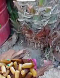 فسائل اصابع العروس الفسيله 50 الف مع القلع 07884293286