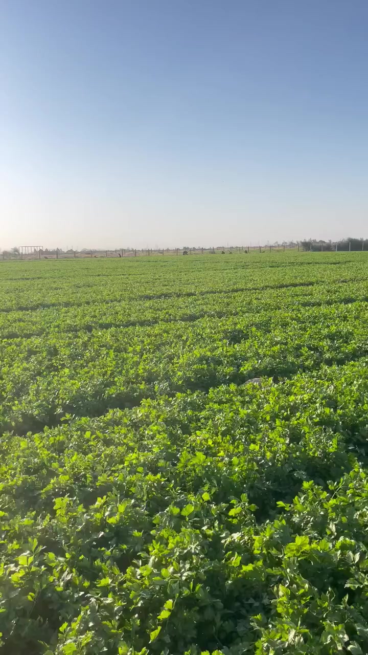 مزرعه للبيع. ٦٠ دونم ابار ٢ كهرباء وطني
زارعه خضره قريبه ع شارع عقد ٣٥
مكانه شارع الديوك كيلو الثالث
***********
