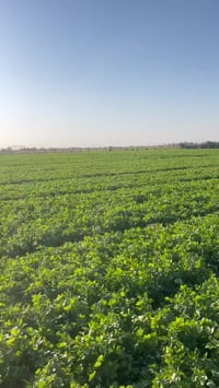 مزرعة • ٦٠دونم • بئرين