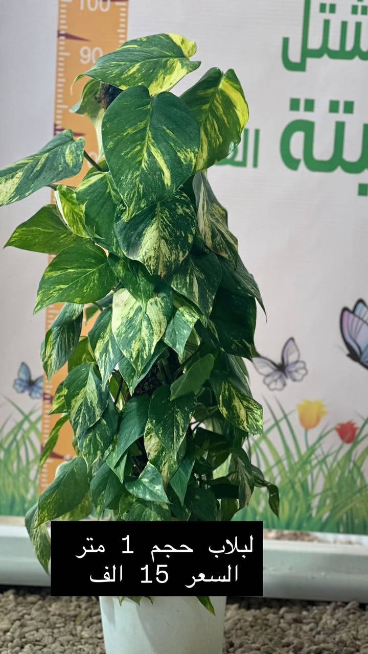 وصول وجبة جديدة – مشتل نبتة العضوي ✨🌱

يسرّنا إعلامكم بوصول وجبة مميزة من النباتات الداخلية والخارجية ذات الجودة العالية 🌿
تم اختيارها بعناية لتناسب المنازل، الحدائق، المكاتب والمشاريع التجارية.

🪴 النباتات الداخلية المتوفرة:
• نباتات زينة ورقية
• نباتات ظل فاخرة
• نباتات تنقية هواء ومكاتب

🌳 النباتات الخارجية:
• شتلات زينة وحدائق
• أشجار مثمرة وزينة
• شجيرات سياج وأرضيات خضراء

✅ جودة عالية
✅ نباتات صحية ومضمونة
✅ أسعار مناسبة ومنافسة

📍 العنوان: الرمادي – التأميم – شارع السيراميك
مقابل مجمع MPC السكني

🚚 تتوفر خدمة توصيل داخل الرمادي والمناطق القريبة

📞 للاستفسار والحجز: على الخاص او الاتصال على الرقم ***********

🌿 الكمية محدودة – سارعوا بالحجز �⁩
