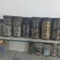 دكم بأنواعها للبيع للأستفسار الأتصال بالرقم 07719900763