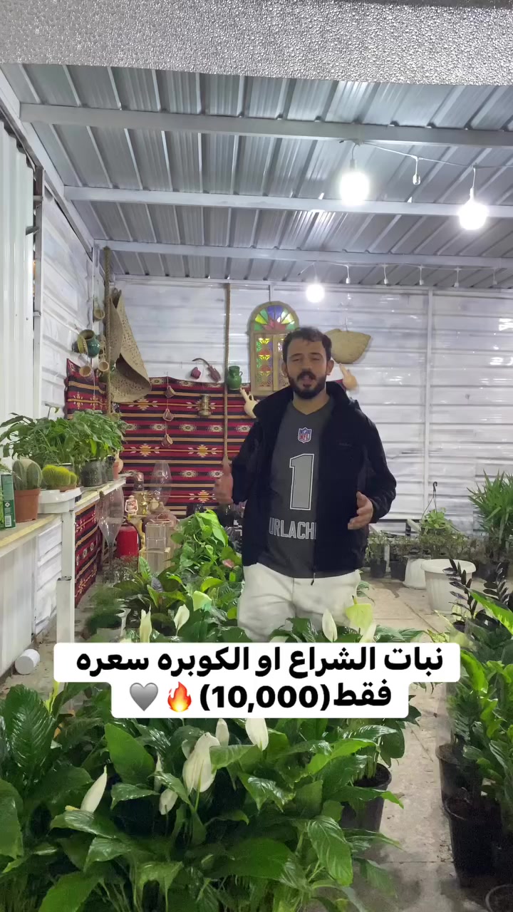 سلام عليكم  ‏زبائنً الكرام متوفر 
من مشتل الفهد كل نباتات الداخليه وعروض تلفيش🔥🪴 
(نبات الشراع او الكوبره ) سعره فقط ب(10,000) 🔥🔥🔥🔥
بغداد الغزاليه نزلت الجسر مقابل جامع صاحب البراق 
         
  يوجد لدينا خدمت توصيل بغداد 

للاستفسار ولحجز اتصل ع هاذ الرقم ارقم او عبر الواتساب 🩶🔥
***********

#زرعوا_فالزراعة_حياة #اكسبلور #اكسبلور_فولو #اكسبلور #اكسبلور_explore #أكسبلور #إكسبلور #محبين_النباتات
