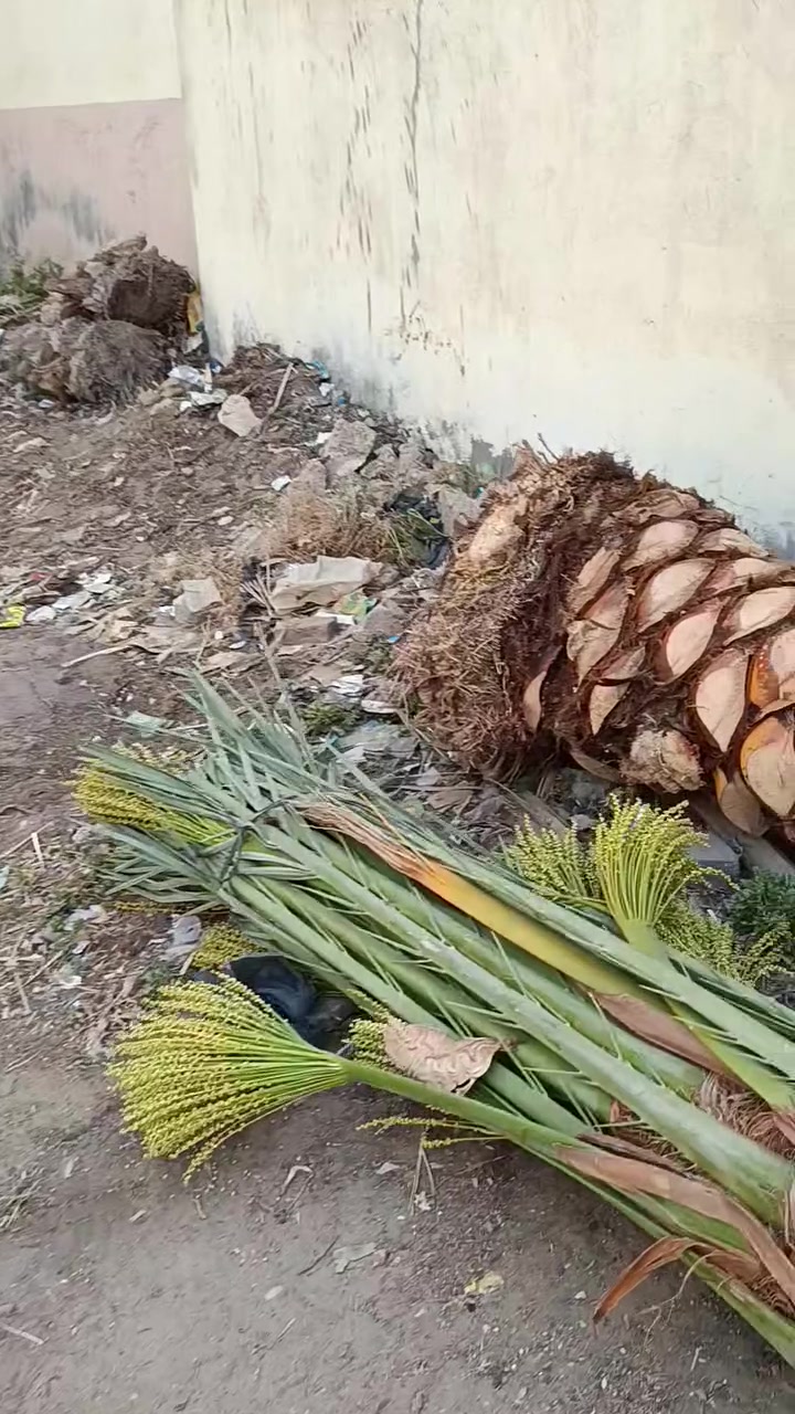 موجود 5نخلة تقليع اليوم 18/5/2026برحي متر خشب ومتر ونص بسعر مناسب جدا والسعر شامل النقل والزراعة لي التواصل01010401749
01016583680
 010 50754568


**إذا كنت صاحب هذا الإعلان وتريد حذفه لأي سبب، رجاءا أرسل رسالة إلى الدعم الفني**