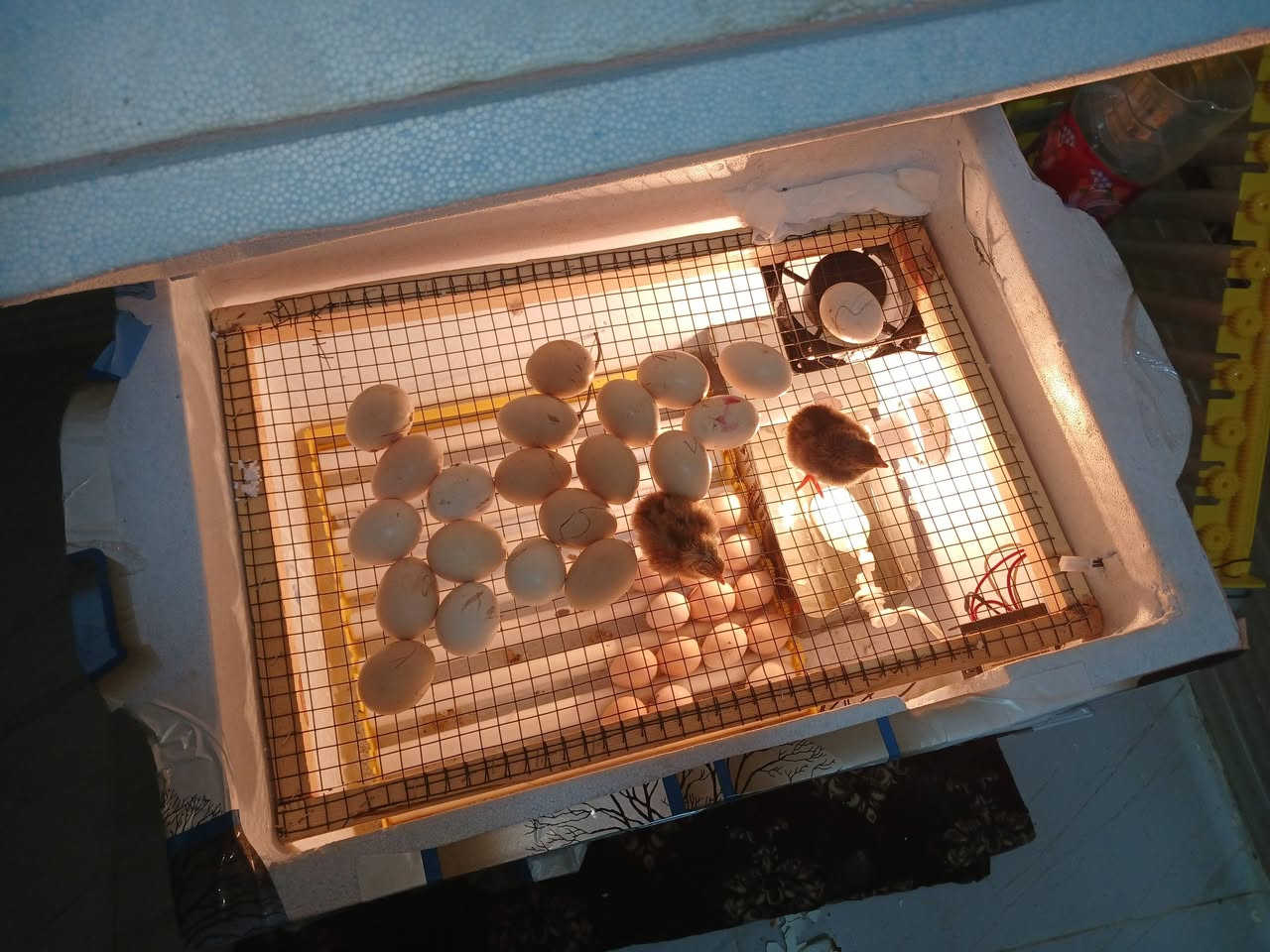 ,للبيع مفقس  فلين فول اتوماتيك ١١٢ بيض ياخد سعر ٨٠ الف بي مجال ***********
