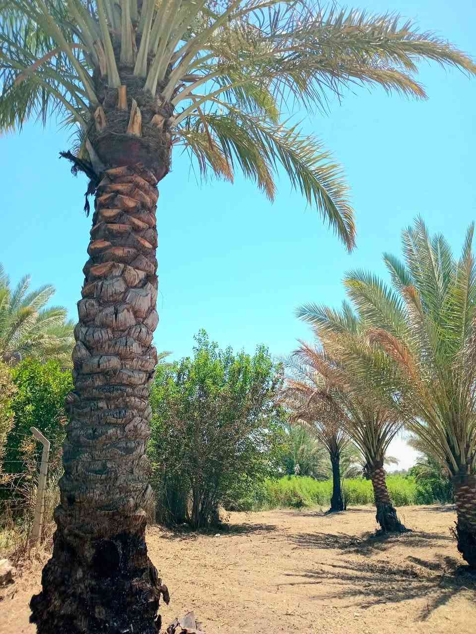 1325 متر طابو نموذج السند 25 تحويل اسهم وجه 60 × 22 مشجره نخيل خدمات 
كامله كهرباء خطين ذهبي ماء اساله موقع جيد تبليط مسافه قريبه ترهم دار للأستراحة 
***********
***********
