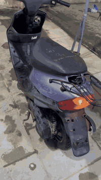 بيجي فحل كامله نكر سلف 250 07804852119