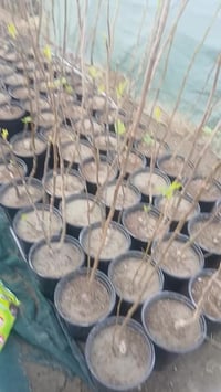 مشتل الزهور • حي ميسان • مقابل مصرف الدم