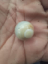 خرزه عطف فول محبه طلعه جلب عكد السان للبيع للتواصل ٠٧٧٣٢٧٨٦٩٠٦هذا بي و...