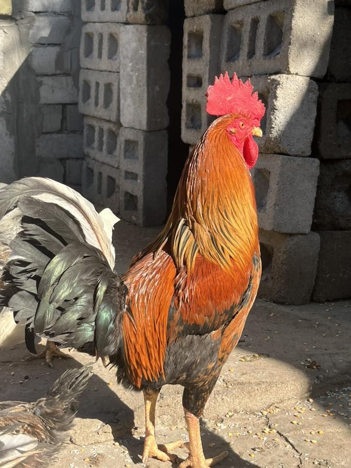 السلام عليكم ديج ودجاجه للبيع مكاني الهوير السعر 40قفل ***********
