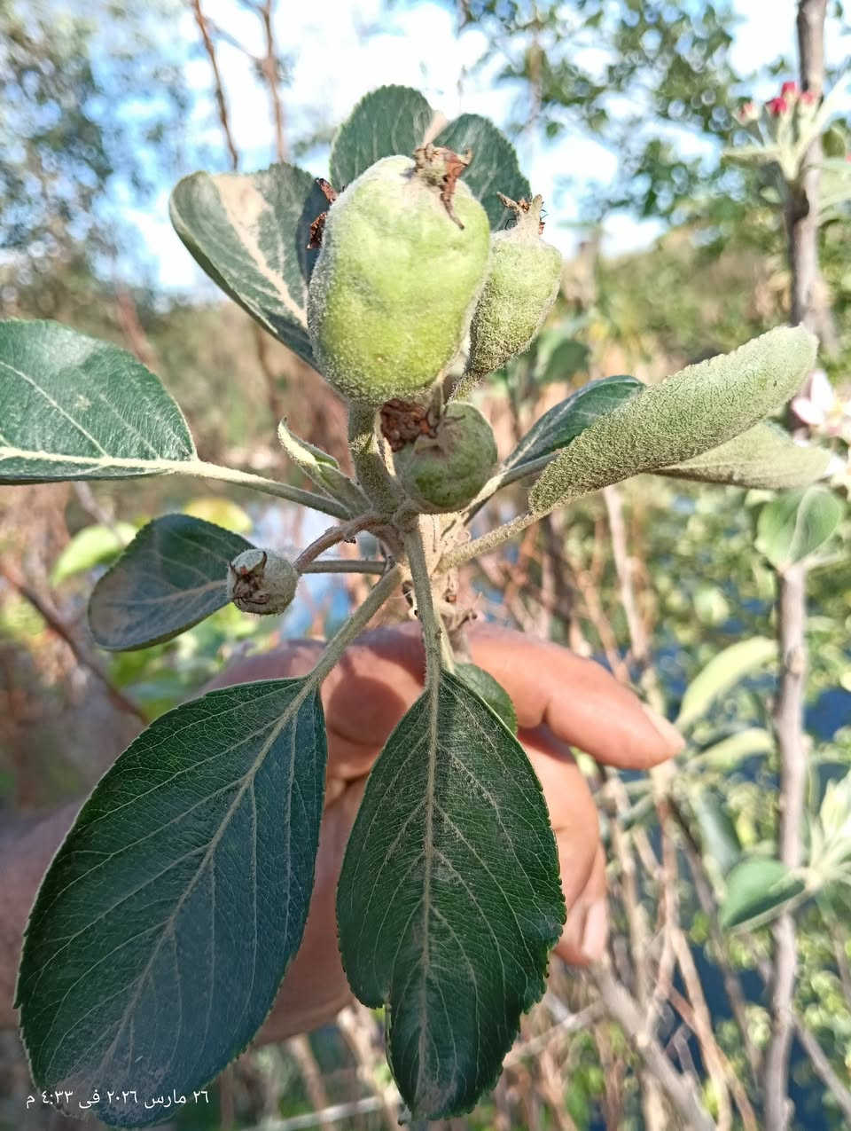 متاح أشجار تفاح احمر طارح يصلح للاسطح


**إذا كنت صاحب هذا الإعلان وتريد حذفه لأي سبب، رجاءا أرسل رسالة إلى الدعم الفني**