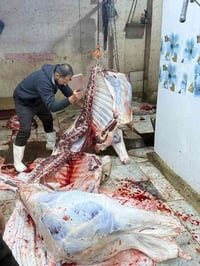 عجل عراقي • ذبح اليوم • محل ابو علي