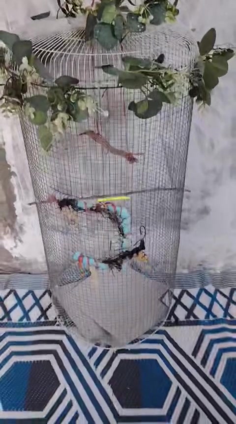 قفص للبيع سعره 10 قفل حله ابو خستاوي ***********
