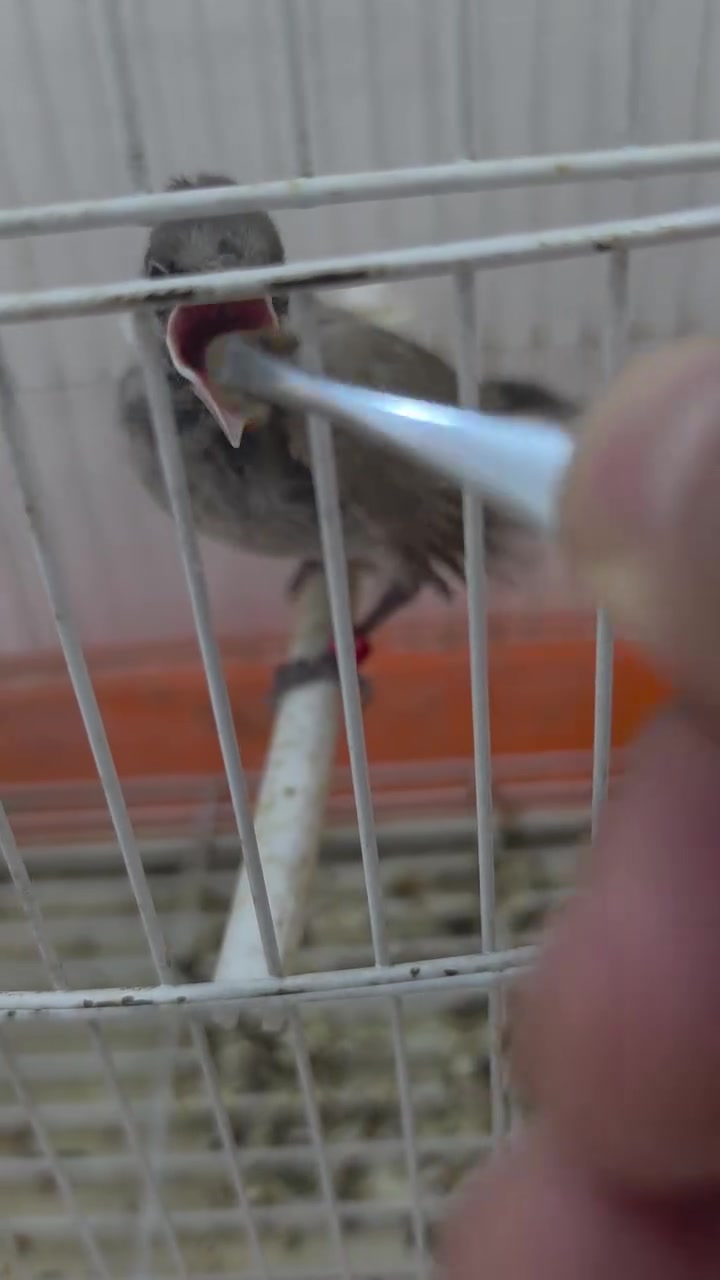 متاح مع القفص ب٣٥ قفل 🔐زعفرانيه ***********
