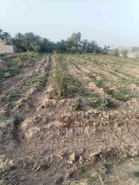 قضاء الميمونه • ٥ دونم • ٤٠ نخله