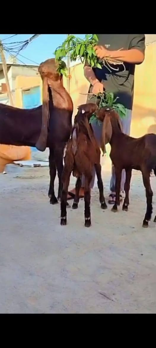 *********** صخله دبسيه ورها توم وعشار شهرين ونص بيع مستعجل خوان مكان بصره بيع مستعجل تصل عل خط خاص مارد
