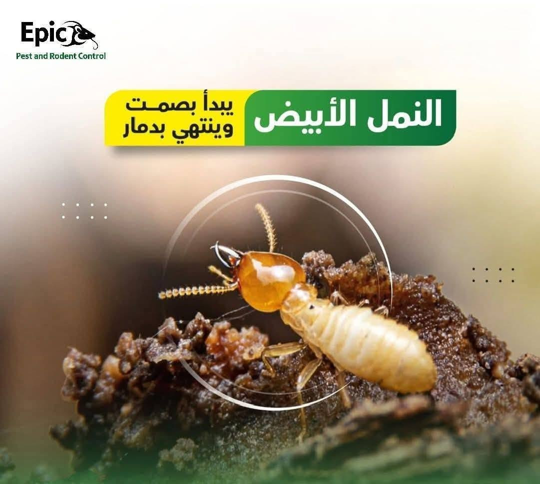 شركه الروان الزراعية لبيع🪰🦂 المبيذات الارضه والقوارض.🐛🪱 

🛑 #هل تعاني من حشرة #الأرضة_(النمل الأبيض) أو #القوارض؟
#لا_تنتظر حتى تتلف الأبواب والأثاث والأساسات.
​شركة الروان الزراعية
شريكك الموثوق لحماية منزلك
​نوفر لكمم مبيذات فايروسيه ناقله العدوه 
ومرخصه من وزاره الصحه . 
جميع المبيذات موجوده لدينا.
​ مبيدات الأرضة (النمل الأبيض) الفعّالة طوية المدى.
📞 #للاستفسار .*********** 
+9647515591701
#اتصل الآن واحمِي منزلك قبل فوات الأوان.
