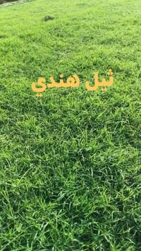 ثيل • مشتل نوروز • رفاعي ذي قار