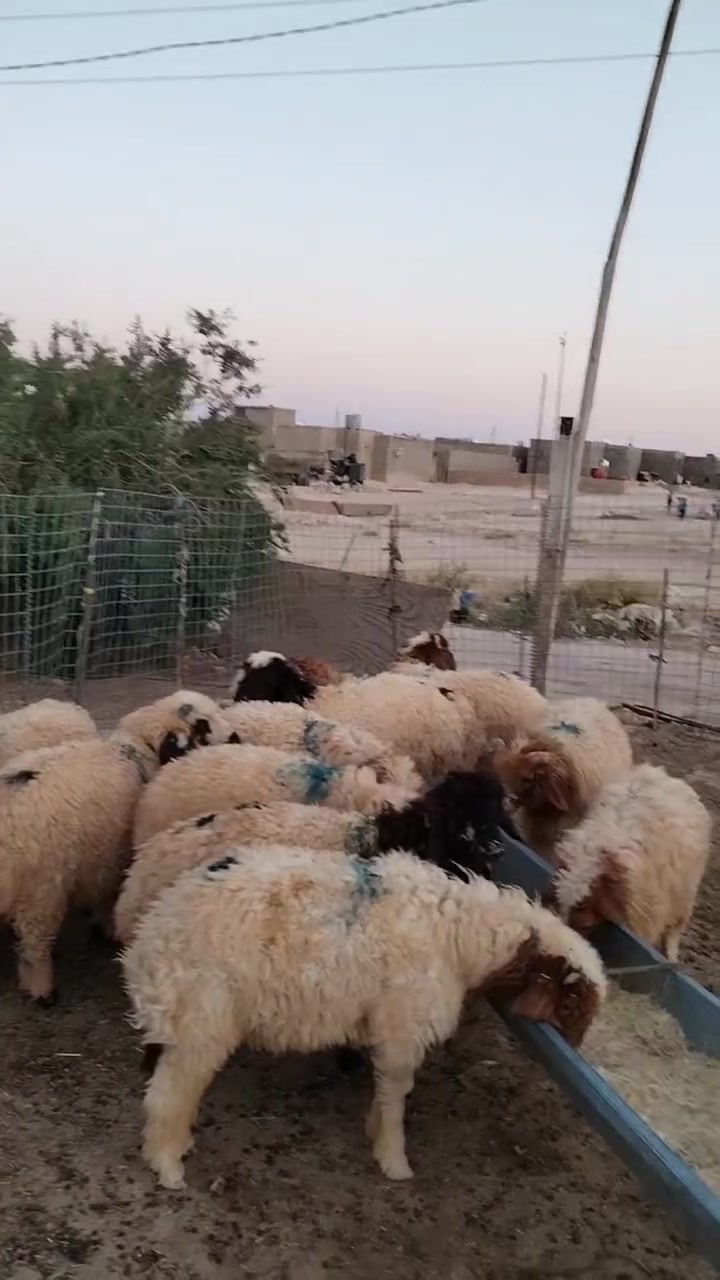 17 خروف مالات ربط🌸 ***********
