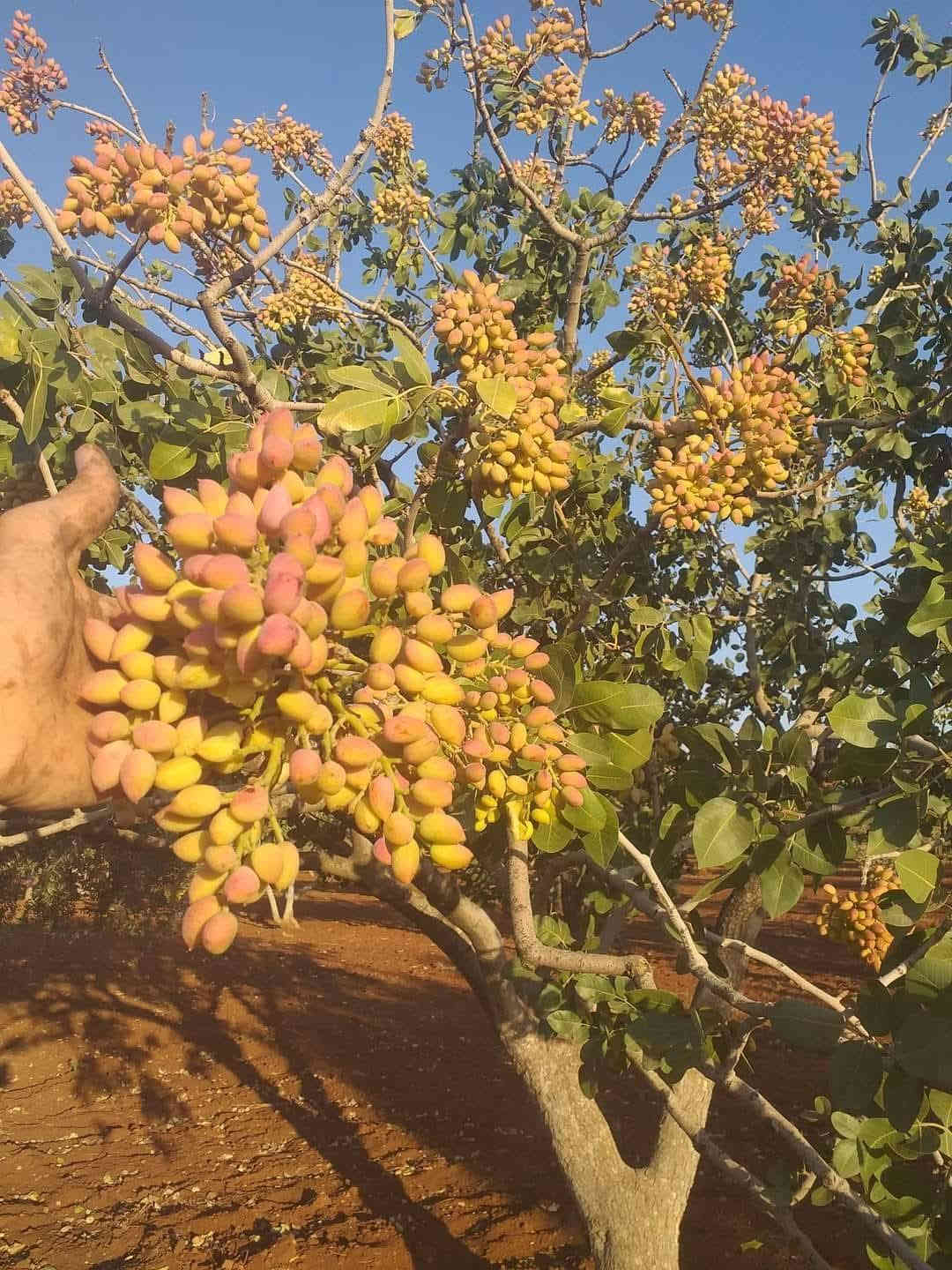 متاح لدينا بذورها بذور شجرة الفستق الحلبي عاشوري
لطلب والحجز واتساب *********** السماوه أو مراسلة الصفحه يوجد خدمة توصيل طلبات داخل السماوه ولكافة المحافظات لباب البيت أنواع البذور الاستوائية النادره
