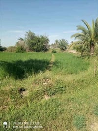 التاجي ذراع دجلة • ٣-٤ دونم • سند طابو