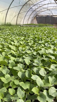 بطيخ عبير • بطيخ مي • اليوسفية