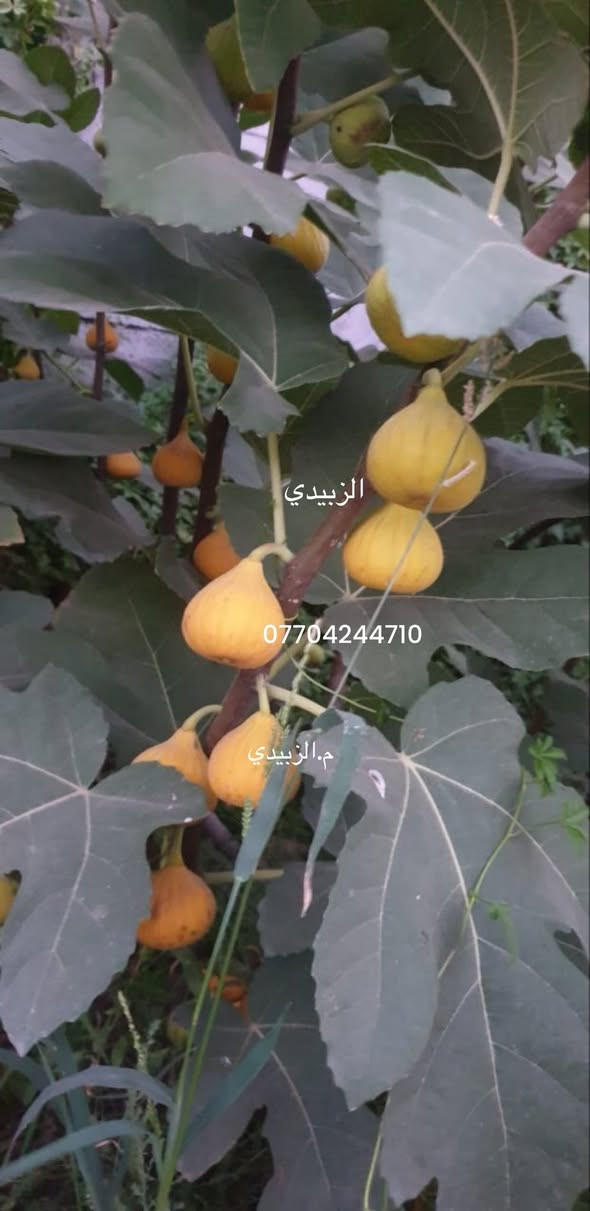 العراق مليان اصناف تين ولكن اغلبها مو متحمل للحر وطعمه مو عسلي وغير تجاري وكثيف جبتلكم صنف تين يحمل موسمين بالسنه مو تين عبالك برتقال 🍊 

صنف حصري لدينا لا تتعب وتدور متوفر شتلات ارتفاع عالي وسعر مناسب وشرط الانتاج صنف مقاوم للملوحه والحر والاصابات كثيف الانتاج عسلي الطعم 

متوفر توصيل لجميع المحافظات لطلب الشتلات تواصل خاص او واتس اب *********** 🇮🇶
