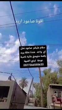 صاعود نخل  اي  واحد  عندة نخلة يريد  يكصة متهمني عالية ناصية عوجة  ايش...