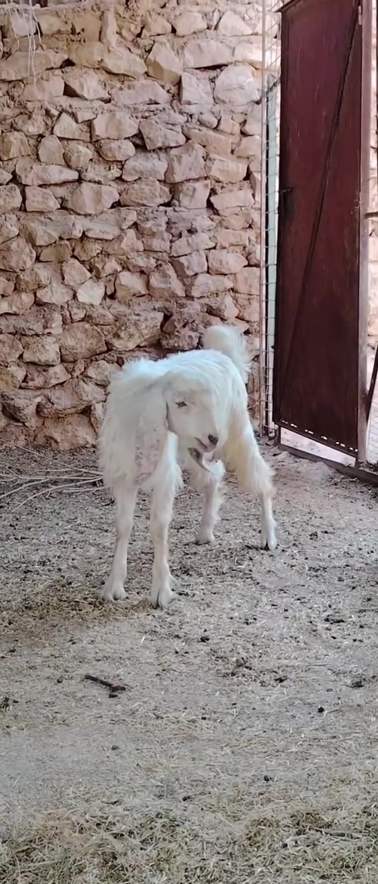 جدي قوزي أبيض صلت مال جنية حيل حلو وسمين ليريد يربطة فحل فحل درجة أولى سعره ١٦٥ الف
مكان بروانة ***********
يوجد توصيل حسب الاتفاق
