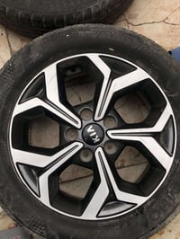 تخم ويل  للبيع 250الف //07858656035بغداد