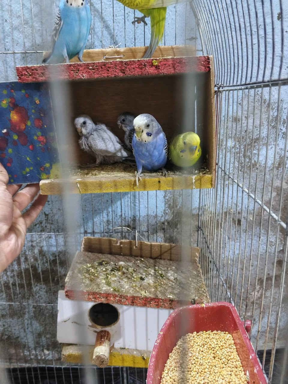 السلام عليكم طيور الحب لبيع 3 ازواج مع افرخهن كلهن جوهن افراخ ب 75 مع القفص ***********
