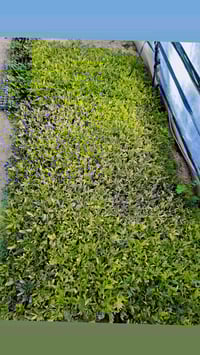 شتل للبيع دنى مقاوم هجين للاستفسار ٠٧٧٣٢٧٩١١٧١