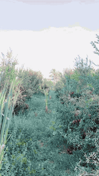 تصوير فيديو استعراض صنف رمان جديد متحمل للحر جدا وناجح بمختلف مناطق العراق الحاره بدون 

حتى ضل فقط ازرع واسقي صنف وزن الرمانه بي كيلو واحمر حلو متوفر شتلاته انتاجنا حصريا لدينا فقط ‼️

شتنتظر ؟ راسلني متوفر توصيل وشتلات ضمان 
 متوفر جمله ومفرد *********** ✅
