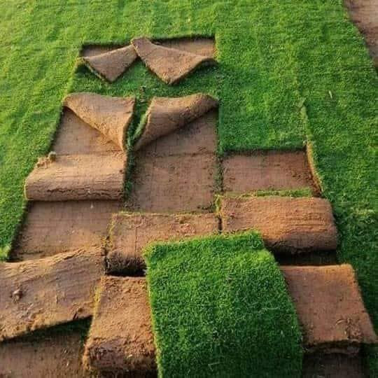 السلام عليكم مع بدء موسم زراعه الثيل وترتيب الحدائق وفرنا لكم جميع أنواع الثيل
ثيل هندي⛳️
ثيل امريكي ⛳️
ثيل ايطالي ورقي ⛳️
ثيل انكليزي جلد الغزال 
ثيل فرنسي ابو الورده 
مستعدين لعمل المنازل �
المتنزهات 🌱
الملاعب الرياضيه 
الدوائر الحكومية 
 🚜توصيل كافة جميع  محافظات العراق🚜
للاستفسار الاتصال 👆👆📲

***********
***********
